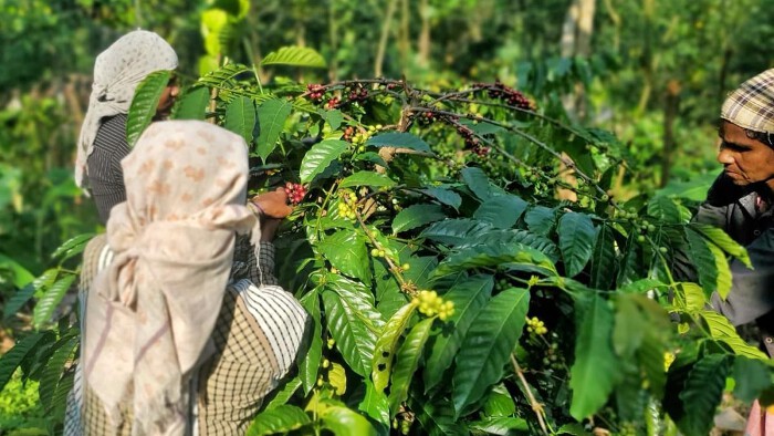 Giá cà phê robusta tại Ấn Độ chạm mức cao nhất mọi thời đại