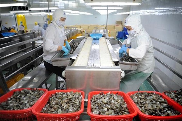 Tôm Việt Nam xuất khẩu vào Mỹ có thể bị đặt cọc thuế chống trợ cấp sơ bộ
