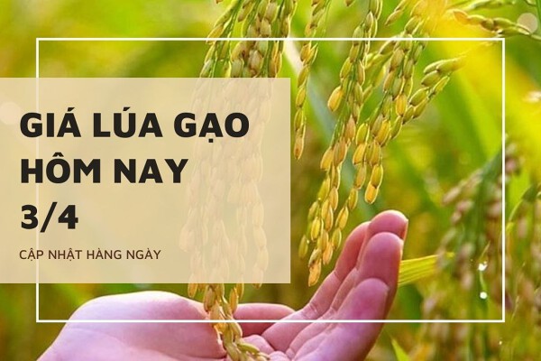 Giá lúa gạo hôm nay 3/4: Tăng từ 100 đồng/kg đến 200 đồng/kg