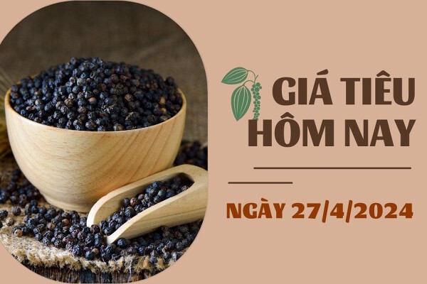 Giá tiêu hôm nay 28/4 ghi nhận giảm tại các tỉnh trọng điểm trong tuần qua