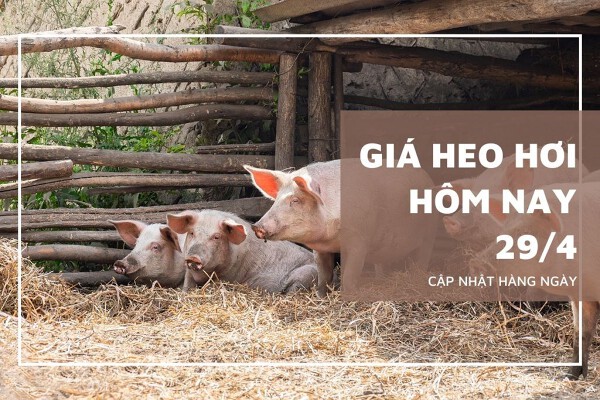 Giá heo hơi hôm nay 29/4 biến động trái chiều từ 1.000 đồng/kg đến 2.000 đồng/kg