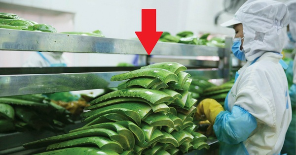 Chỉ bán topping trong trà sữa, một doanh nghiệp Việt báo lãi hơn 3 tỷ mỗi tháng, hơn 20 quốc gia đặt mua