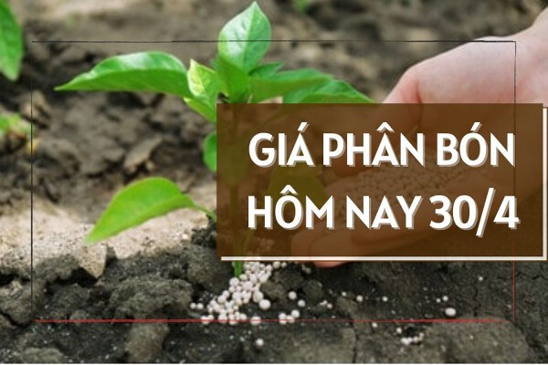 Giá phân bón đi ngang trong ngày 30/4, phân NPK cao nhất Đông Nam Bộ -  Tây Nguyên