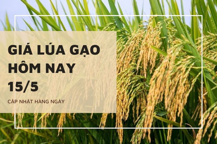 Giá lúa gạo ngày 15/5 điều chỉnh giảm 100 đồng/kg đối với lúa OM 380