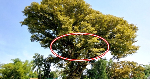 Loại gỗ được mệnh danh là 