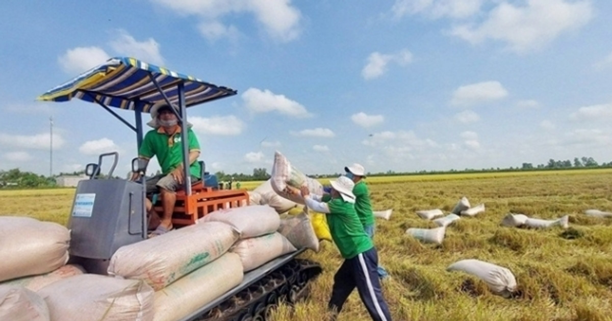 Sản lượng gạo toàn cầu được dự báo lập kỷ lục mới, Việt Nam tăng nhập khẩu gạo nhiều nhất thế giới