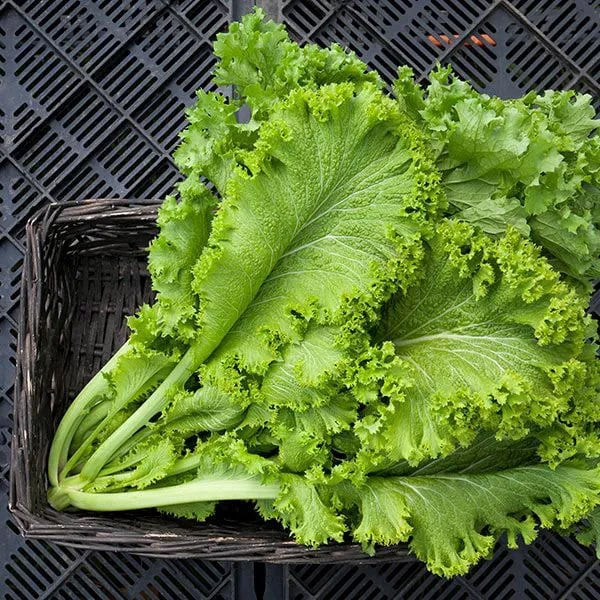 Phát hiện loại rau tốt hơn thịt, là vị thuốc bảo vệ tim, chữa gout hiệu quả, mọc đầy vườn ở Việt Nam