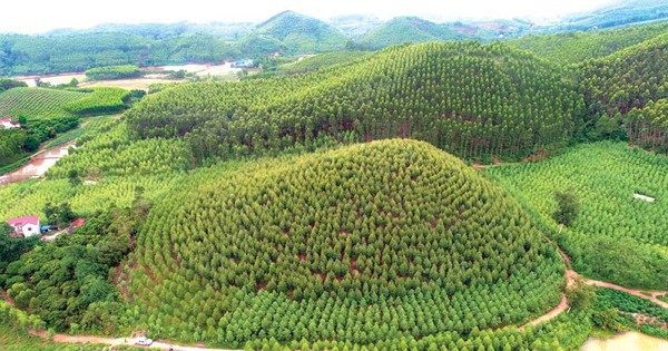 Chuyển hồ sơ sang công an vụ khoán hơn 142 ha đất lâm nghiệp ở Bắc Giang