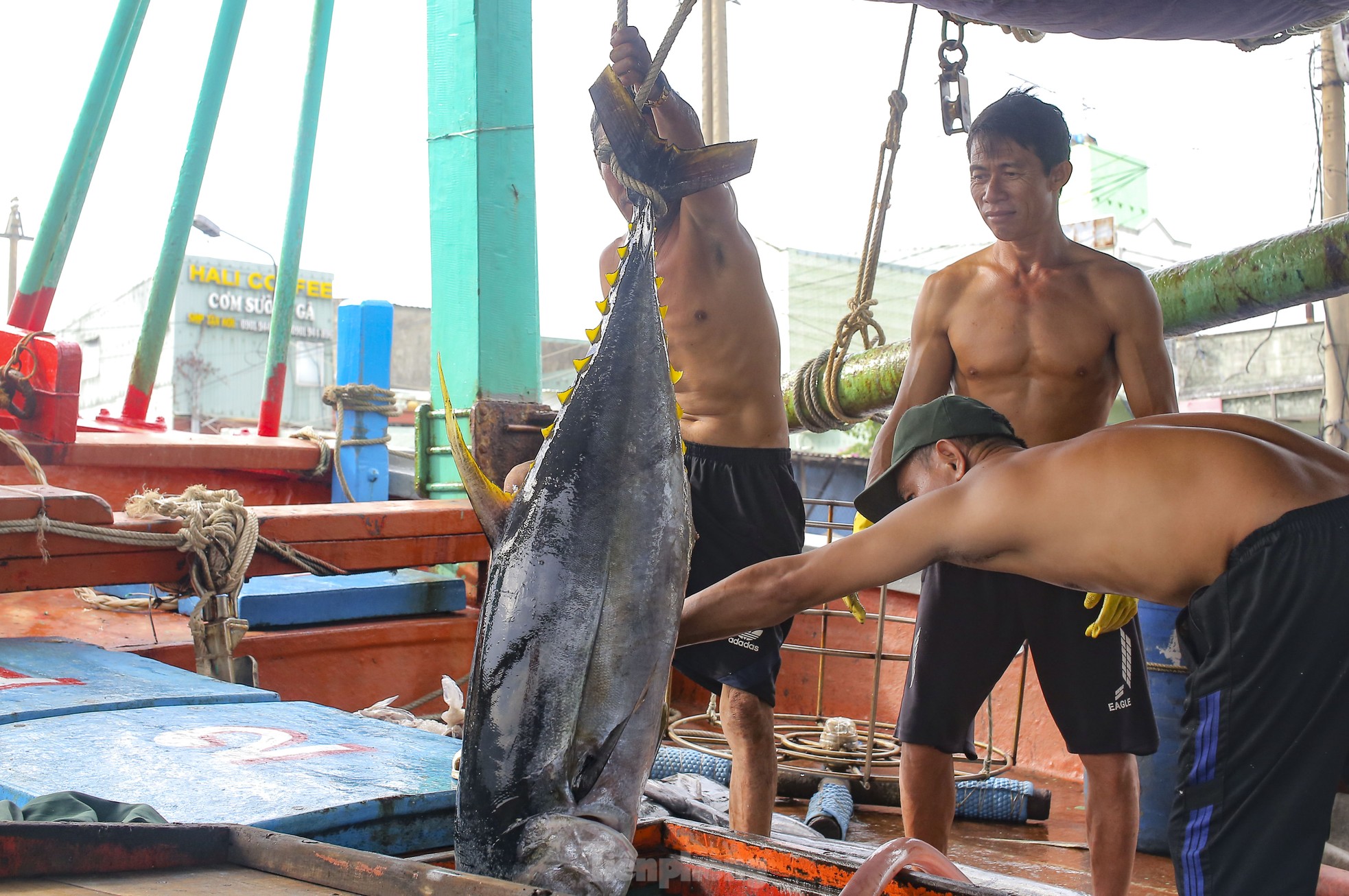 Xem ngư dân xuất bán cá ngừ 40-50 kg vừa đánh bắt từ Trường Sa