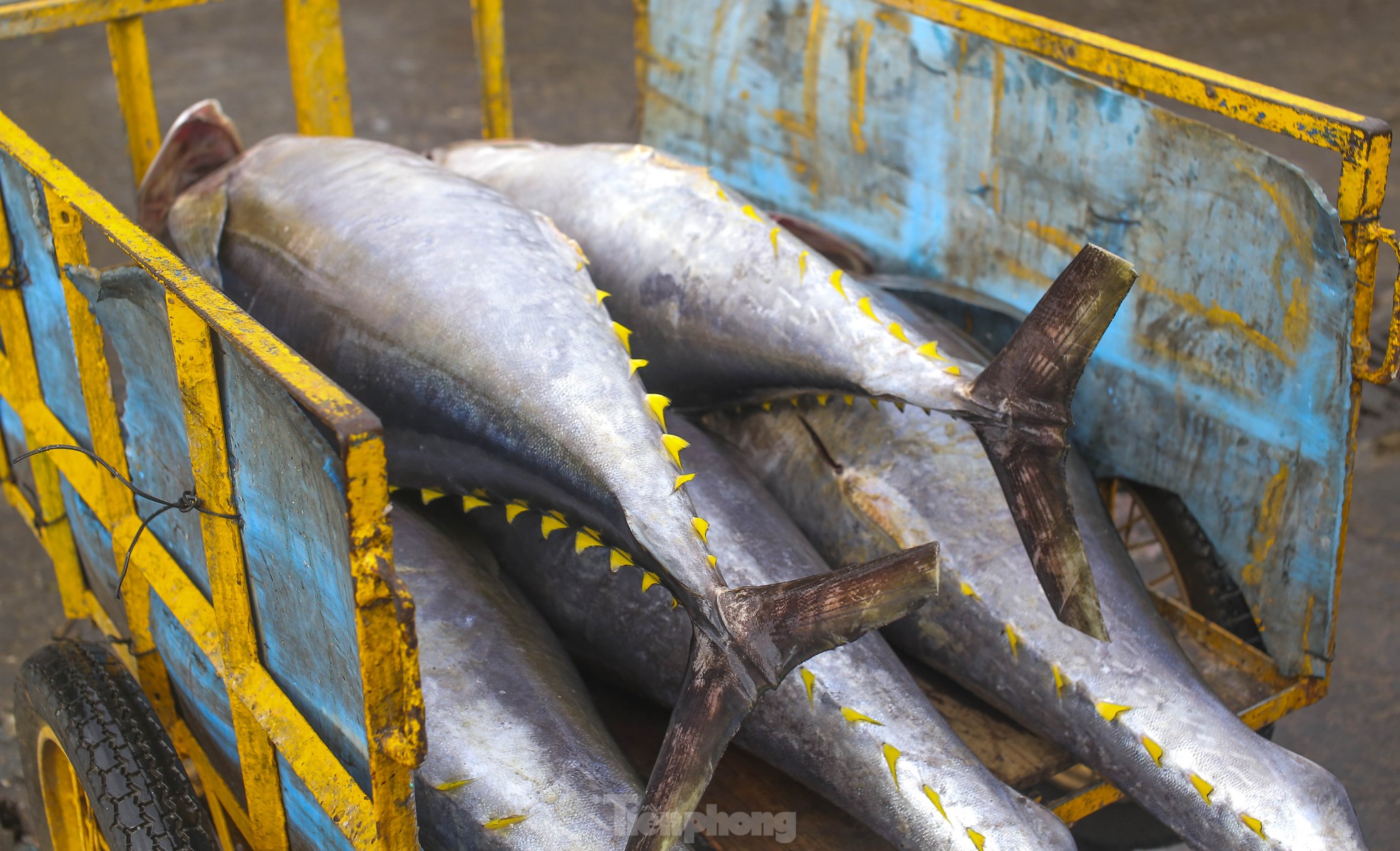Xem ngư dân xuất bán cá ngừ 40-50 kg vừa đánh bắt từ Trường Sa