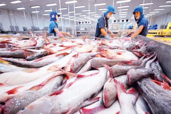 Xuất khẩu cá tra chế biến sâu tăng mạnh trong 5 tháng