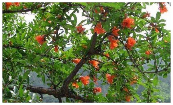 Tại sao chỉ riêng cây cối trên lăng mộ Tần Thủy Hoàng có thể nở hoa giữa mùa đông lạnh giá?