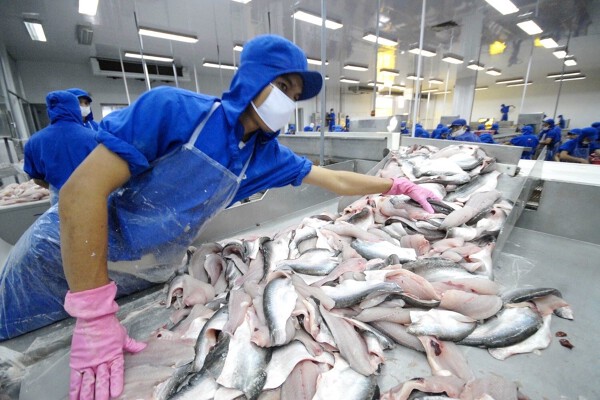 Thuỷ sản Nam Việt muốn tăng vốn gấp đôi