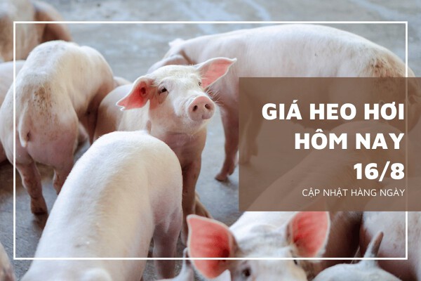 Đầu phiên ngày 16/8, giá heo hơi hai miền Trung, Nam tăng giảm 1.000 đồng/kg