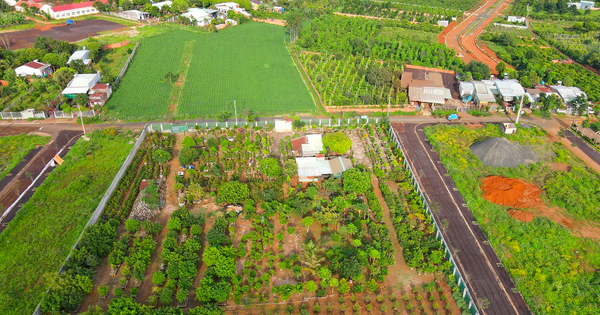 Gia Lai: Lô đất trúng đấu giá 4,2 tỷ đồng được chuyển nhượng chỉ 50 triệu đồng