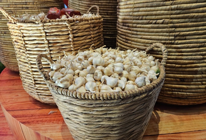 Người trồng tỏi Lý Sơn được mùa, được giá
