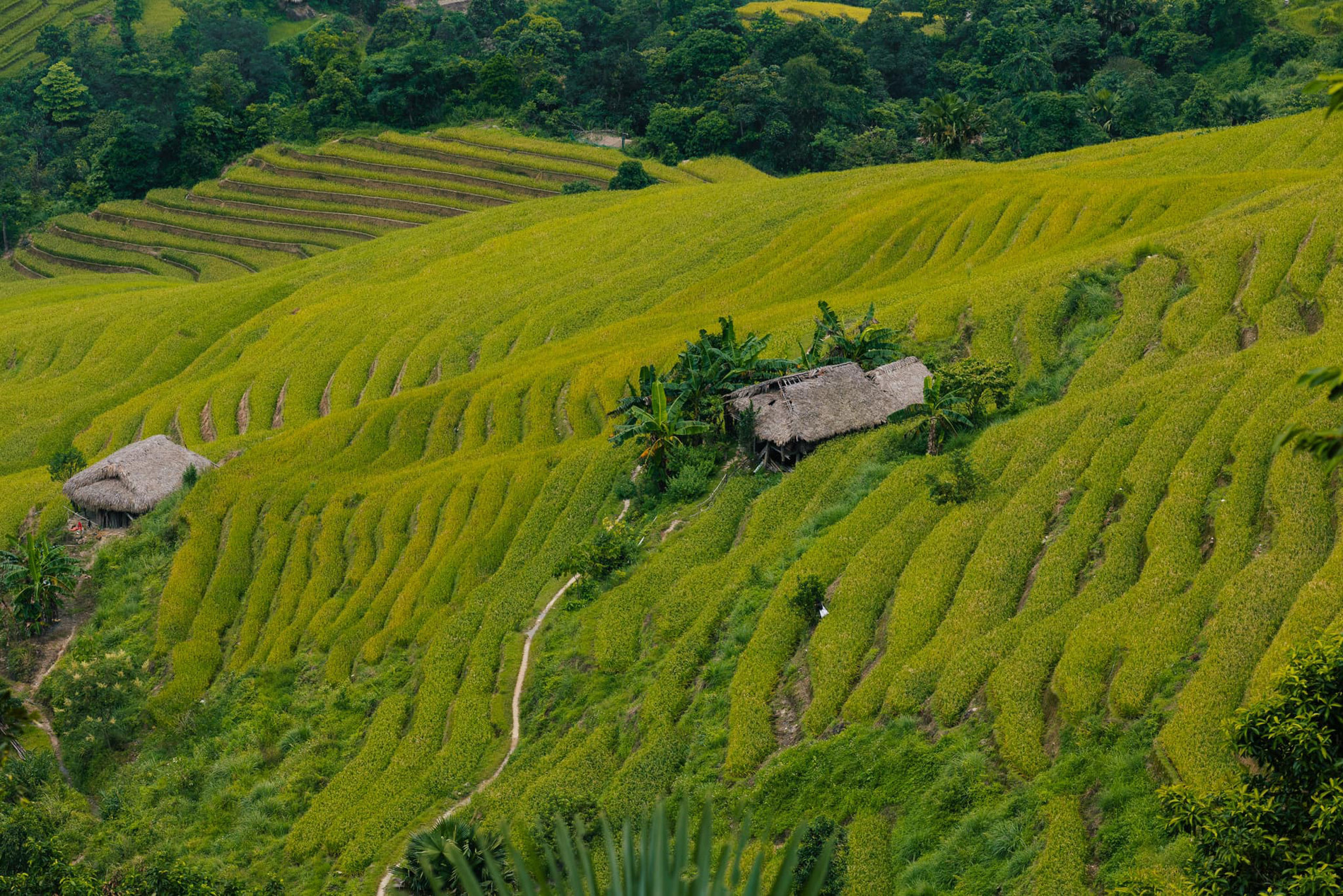 Mùa lúa vẹn nguyên sau bão, cảnh đẹp như tranh mời gọi khách trở lại Hà Giang
