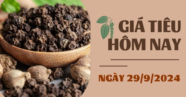 Giá tiêu hôm nay 29/9: Giảm 1.000 - 3.500 đồng/kg trong tuần qua