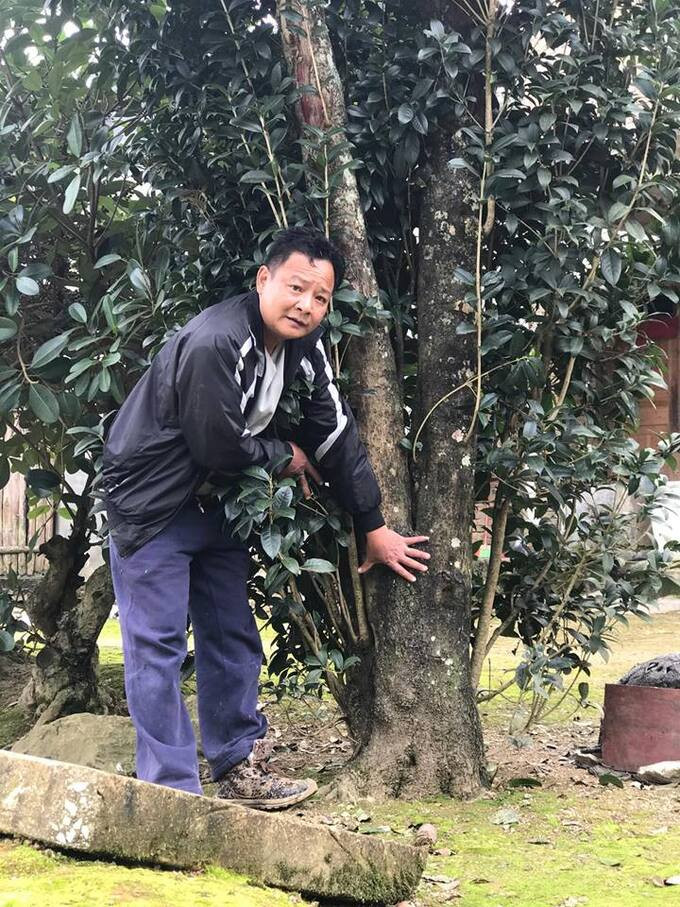 Trồng loại cây cảnh này trước nhà để đón quý nhân vào cửa, có người từng vác cả bao tải tiền, đổi xe sang để mua
