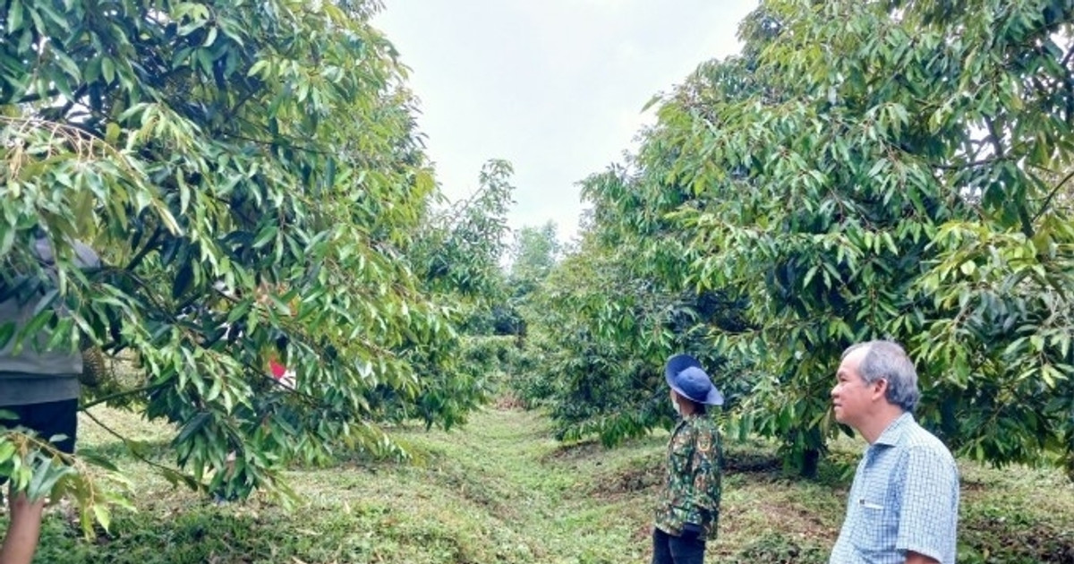 Mô hình '2 cây, 1 con' phát huy hiệu quả, Hoàng Anh Gia Lai của bầu Đức lãi trung bình hơn 3 tỷ đồng/ngày