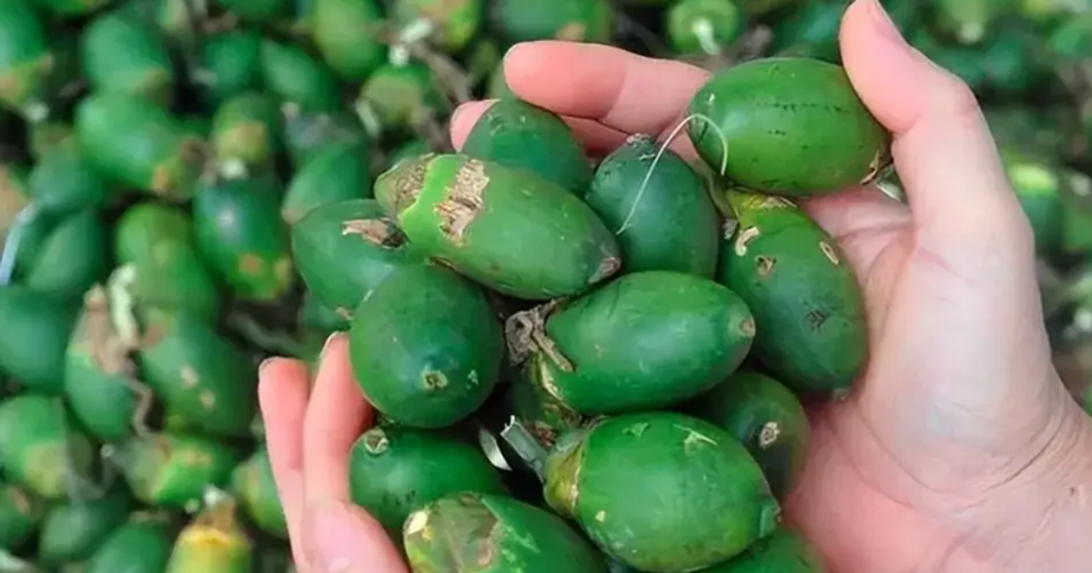 Mặt hàng đem về cho Trung Quốc hàng chục tỷ USD, Việt Nam trồng la liệt