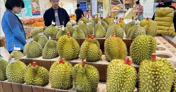 Giá sầu riêng hôm nay 9/11: Cao nhất lên tới 175.000 đồng/kg