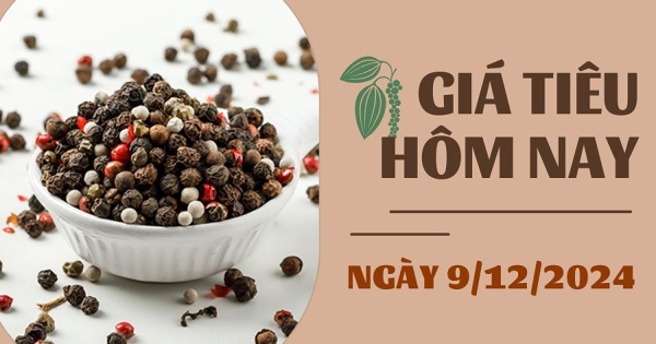 Giá tiêu hôm nay 9/12: Tiếp tục duy trì ở mốc 146.000 – 147.200 đồng/kg