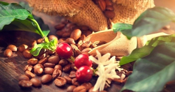Xuất khẩu cà phê tháng 11 thấp nhất trong cùng kỳ hơn 15 năm