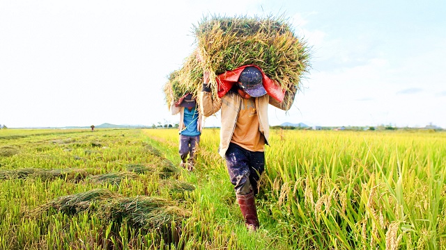 Vinaseed sắp tạm ứng cổ tiền tiền mặt 20%