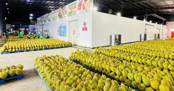 Giá sầu riêng hôm nay 2/1: Giám sát chặt chẽ các cơ sở đóng gói, xuất khẩu sầu riêng