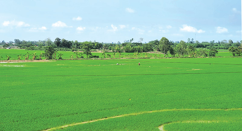 Gian nan tìm thương hiệu cho hạt gạo Việt