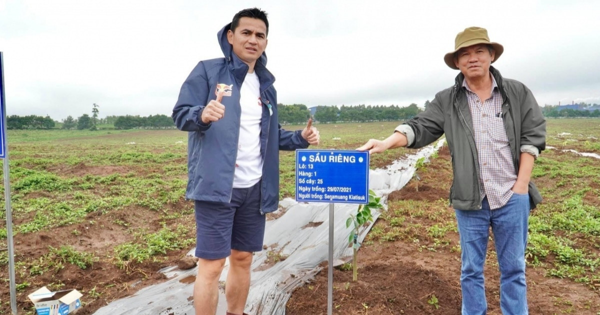 Thị trường sầu riêng trọng điểm bùng nổ, HAGL của bầu Đức sẵn sàng cho vụ thu hoạch mới
