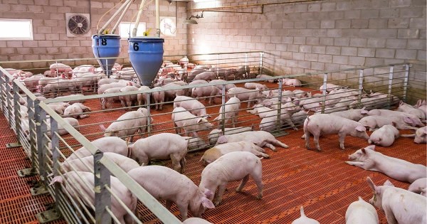 Giá heo hơi hôm nay 19/1: Thị trường phía Bắc hạ nhiệt trong tuần qua
