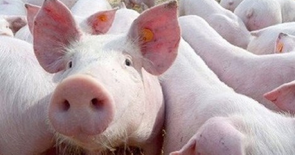 Dự báo giá heo hơi ngày 21/1: Một số tỉnh, thành phố có thể tạm chững giá