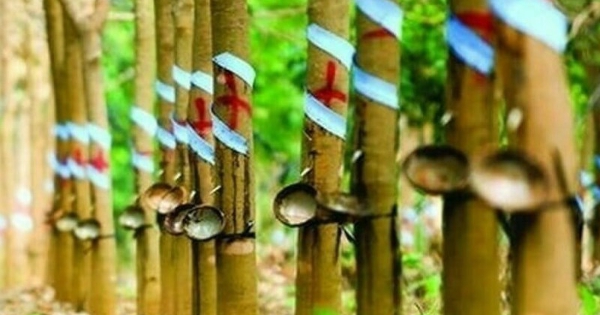 Giá cao su hôm nay 25/1: Kết thúc một tuần giảm trước áp lực từ nhiều phía