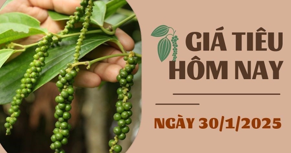 Giá tiêu hôm nay 30/1: Thương mại hồ tiêu tại Ấn Độ tăng vọt trong năm 2024