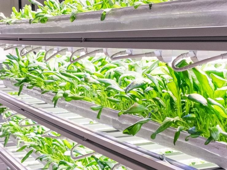 Công ty sắp biến Singapore thành trùm nông nghiệp: Sản xuất 30 tấn rau/tháng phục vụ 134.000 bữa ăn, hệ thống AI giúp tiết kiệm 50% chất dinh dưỡng, 90% nước