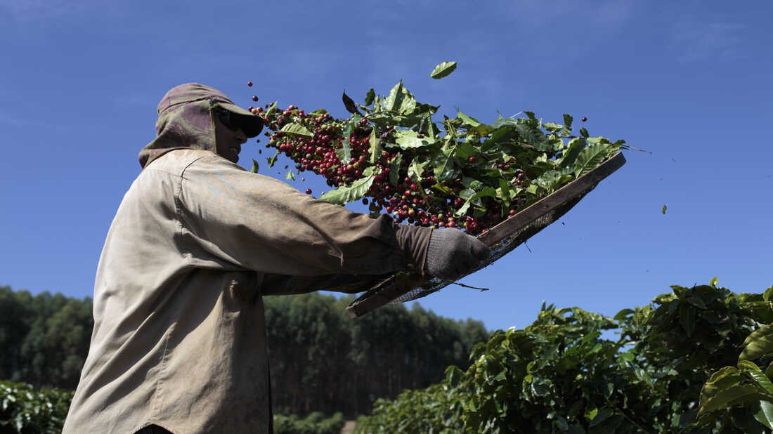 Cà phê arabica xác lập đỉnh giá mới giữa lo ngại thiếu hụt nguồn cung