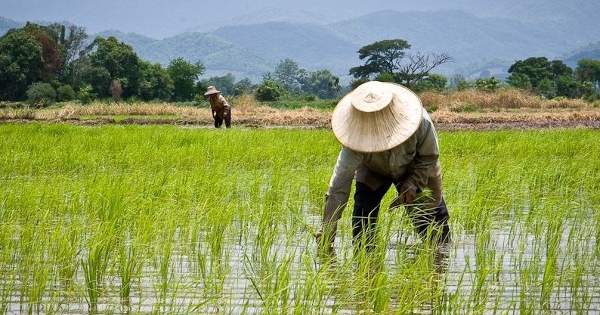 Thái Lan triển khai loạt biện pháp để nâng giá gạo