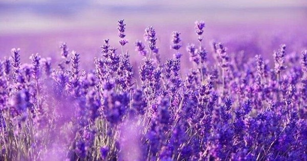 Cổ phiếu chứng khoán đua nhau “xanh, tím”, có mã lập đỉnh lịch sử, điều gì đang diễn ra?