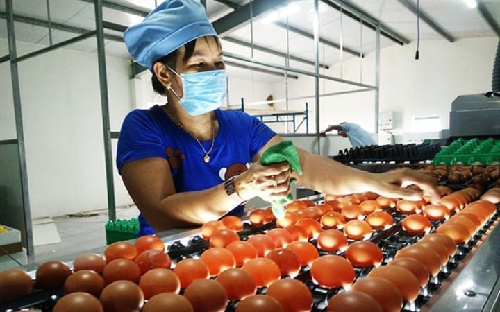 Lý do doanh nghiệp Việt khó bước chân vào thị trường trứng Mỹ