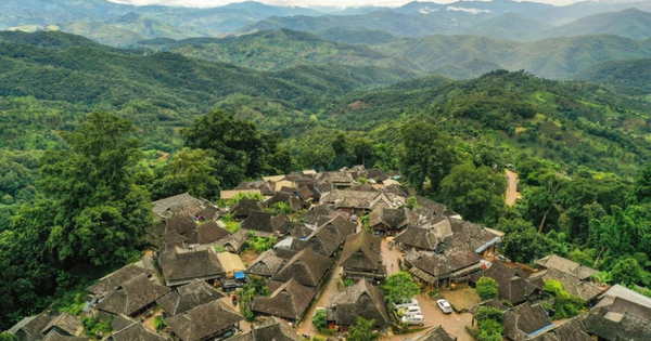 Trà quý như vàng trên núi Tĩnh Mai