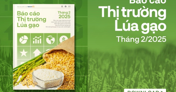 [Báo cáo] Thị trường gạo tháng 2/2025: Giá gạo có xu hướng tăng trở lại