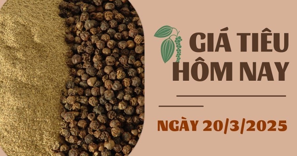 Giá tiêu hôm nay 20/3: Ngược chiều trong nước, giá tiêu xuất khẩu tăng 100 USD/tấn