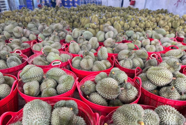 Sầu riêng Việt vẫn lận đận xuất khẩu