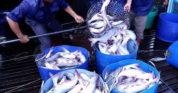Giá cá tra nguyên liệu giảm