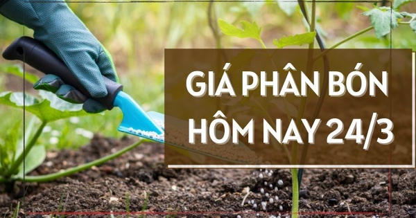 Giá phân bón ngày 24/3 điều chỉnh giảm nhẹ 20.000 đồng/bao đối với phân urê