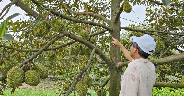 Giá sầu riêng tăng mạnh