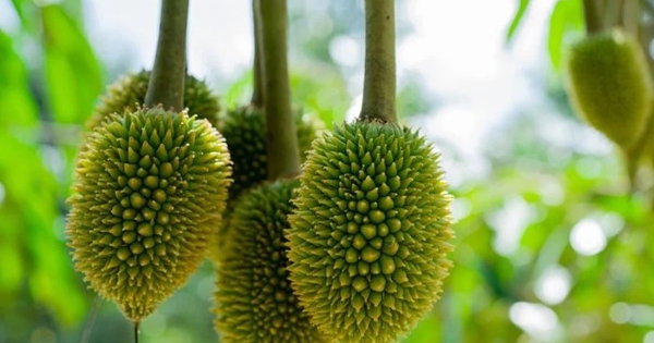 Giá sầu riêng hôm nay 27/3: Ngoài chất lượng, Indonesia cần đáp ứng nhiều tiêu chuẩn để xuất khẩu sầu riêng