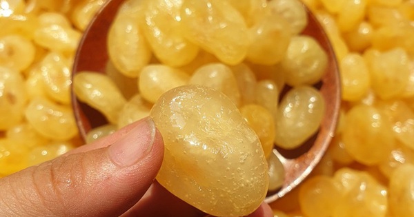 Việt Nam có 1 loại quả chua chát giúp chống rụng tóc, kích thích mọc tóc con, dùng đúng cách còn trị được nhiều loại bệnh